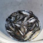 Fischbesatz 2020
